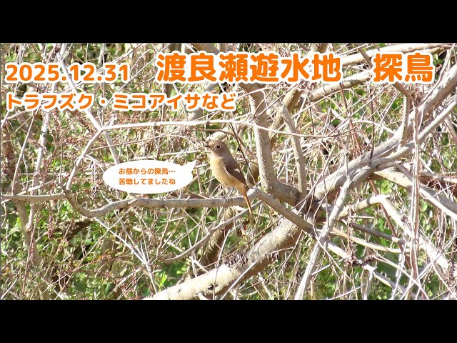 2025年12月31日 渡良瀬遊水地 探鳥 トラフズク ミコアイサ など - YouTube