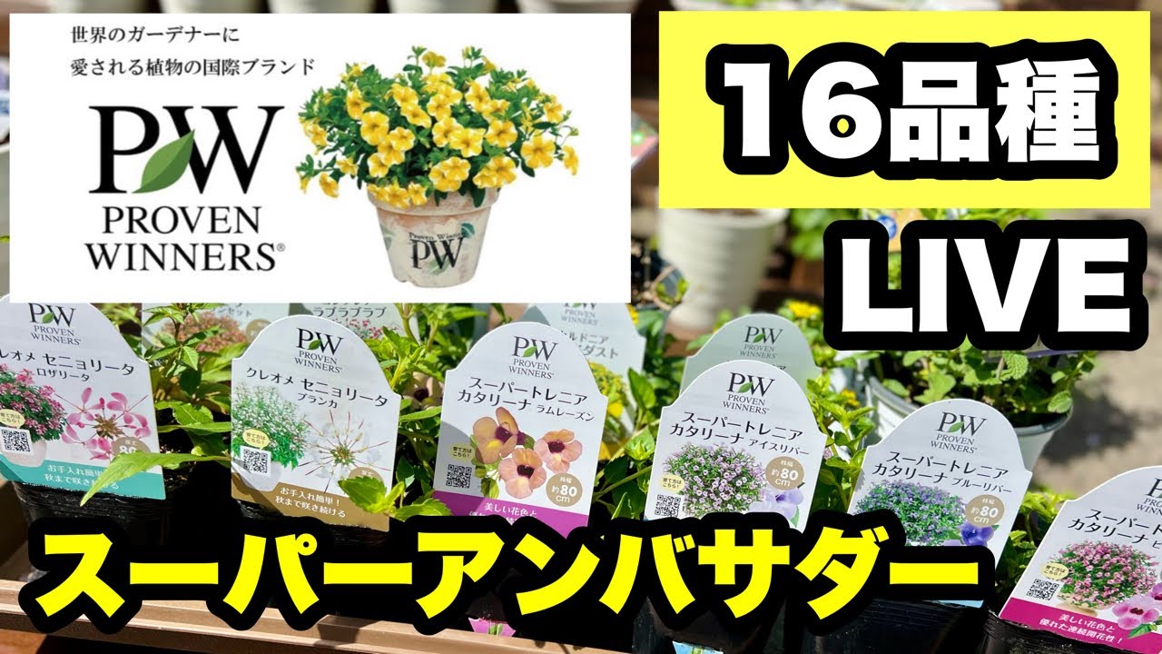 ◇[LIVE introduction of 16 varieties of PW Super Ambassador