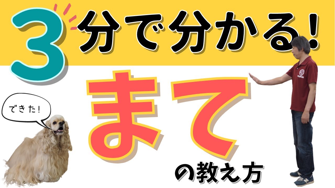 犬のしつけ】まての教え方☆決定版☆【3分で分かる】 - YouTube