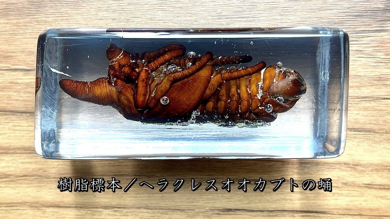 ヘラクレスオオカブト蛹の樹脂標本 - YouTube
