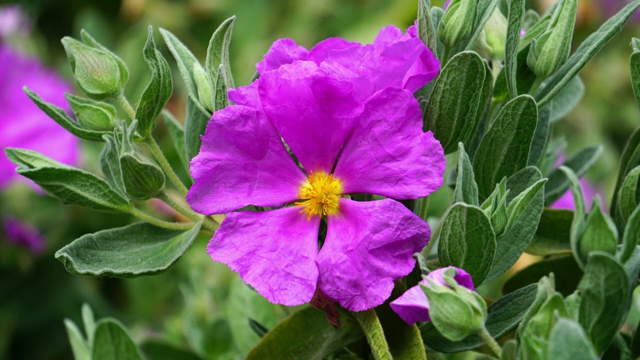 モーツァルト セレナード 第11番 変ホ長調 K.375 指揮レジナルド・ケル