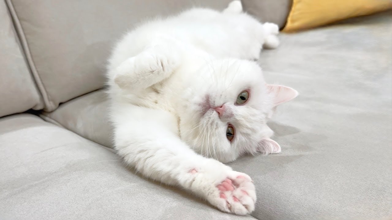 Pomu Might Not Be a Cat After All - YouTube