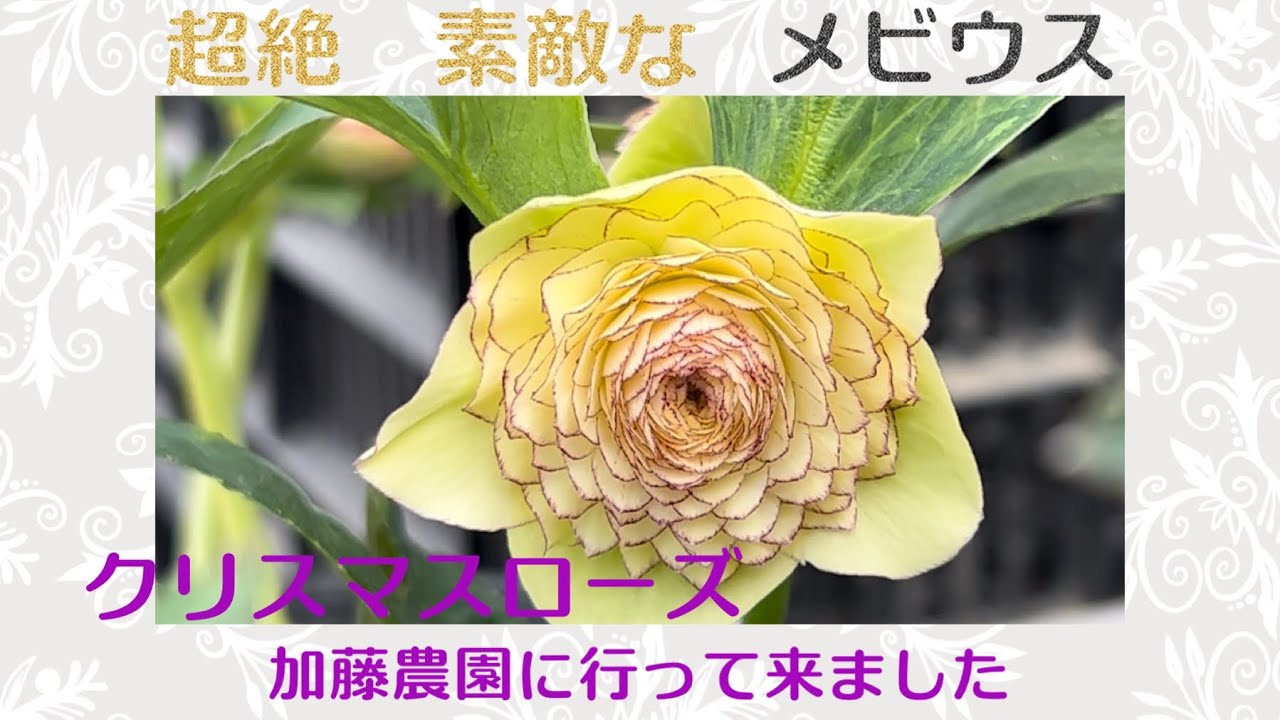 超絶素敵なクリスマスローズ メビウス 加藤農園さん - YouTube