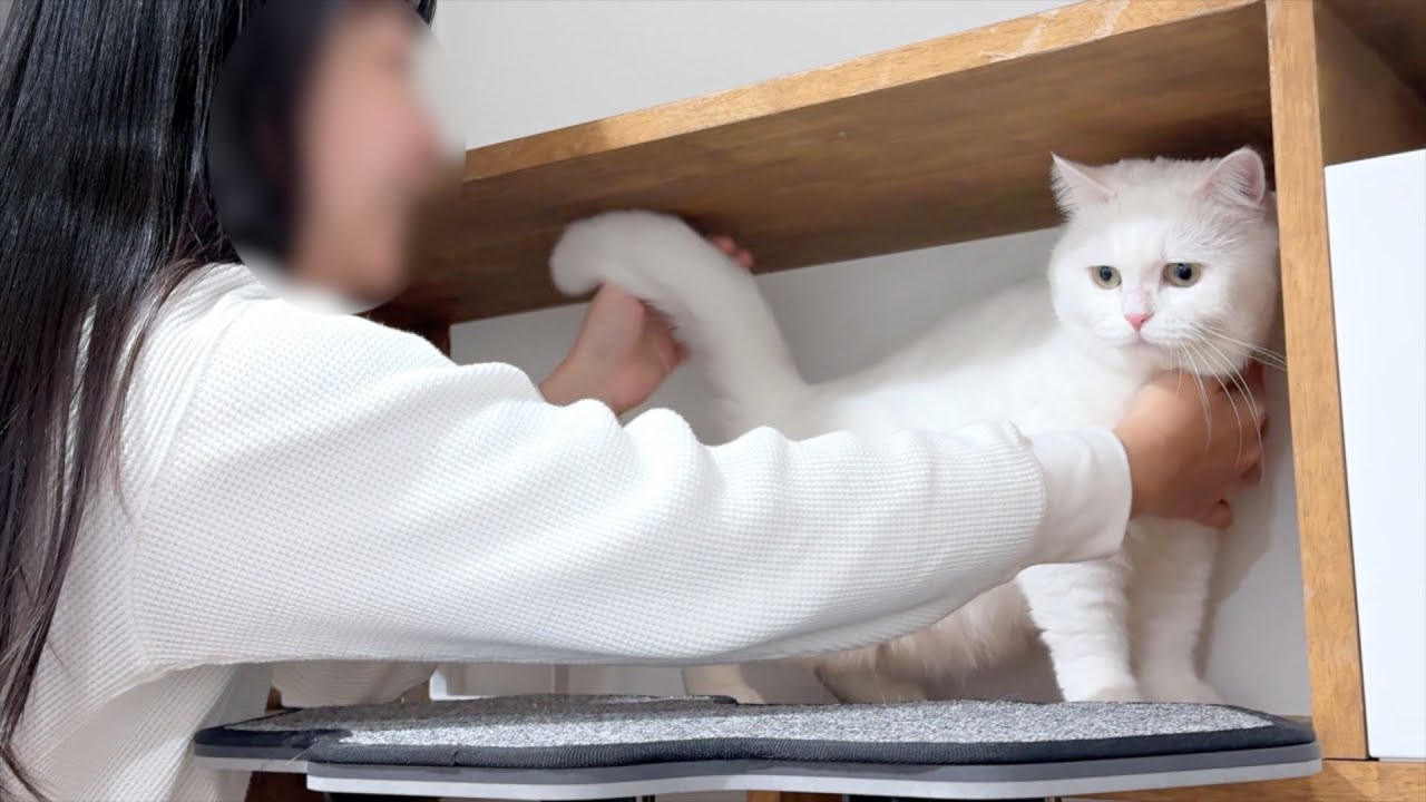 This Is the Cat Who Got Seriously Scolded by Her Owner… - YouTube