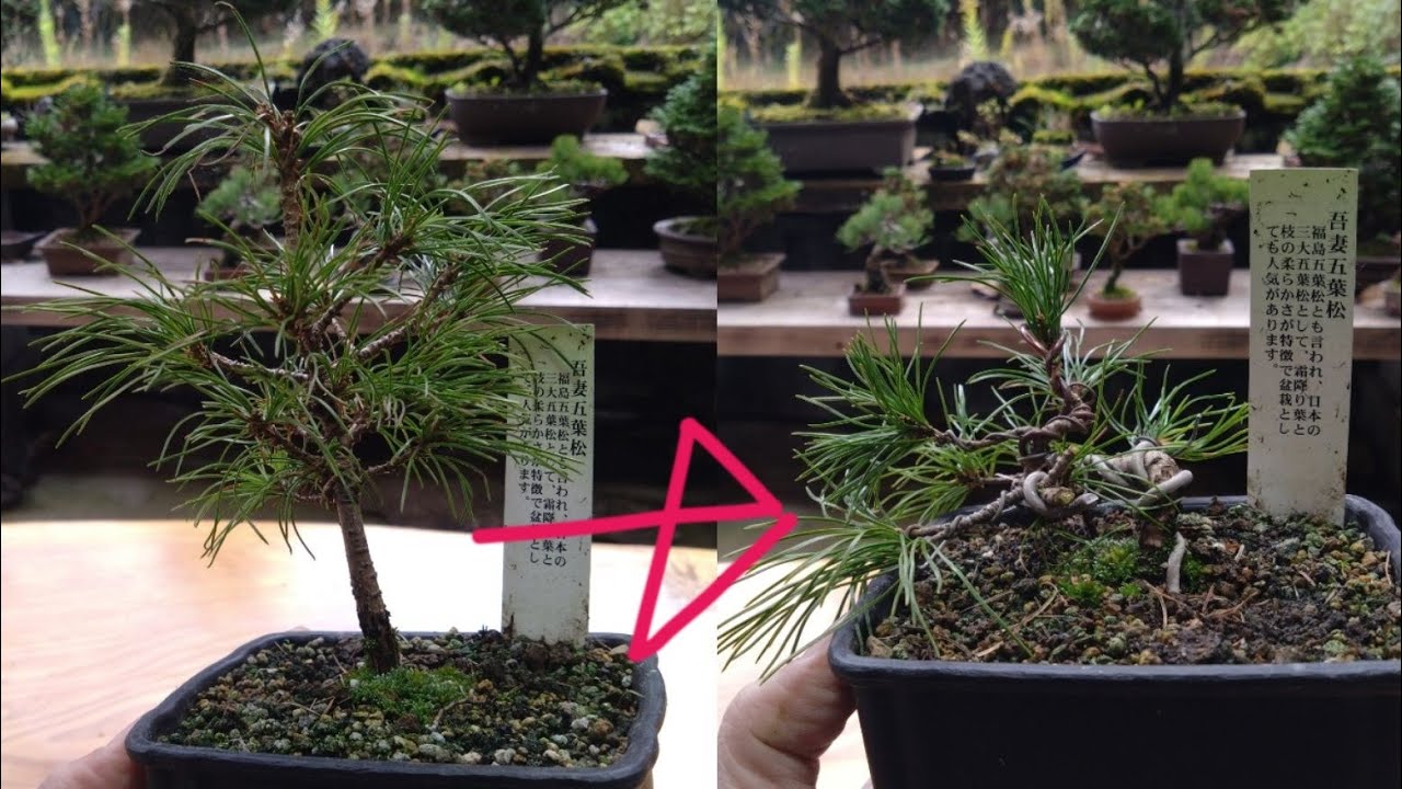 ホームセンターの園芸コーナーで購入した五葉松で遊ぶ ♯694 - YouTube