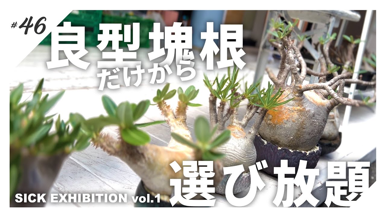 塊根植物】良型“のみ”が集まった塊根マニア必見のイベント「SICK