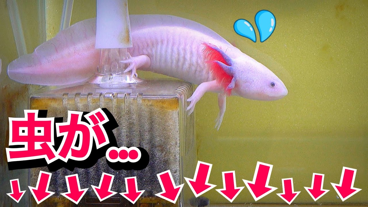 A lot of insects have appeared in the axolotl tank - YouTube