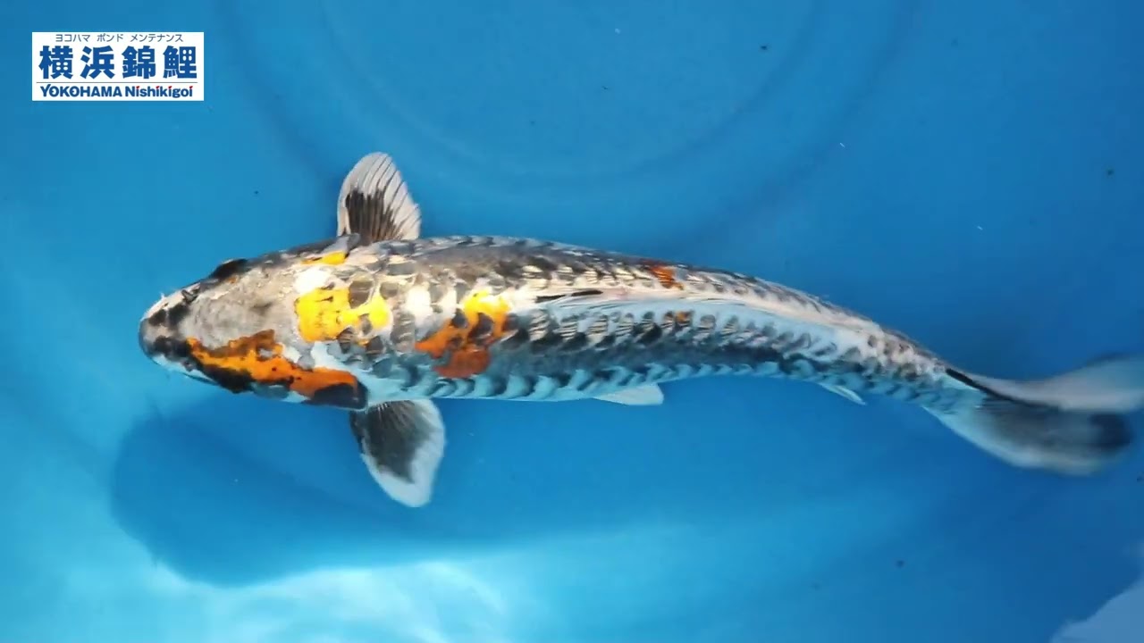 横浜錦鯉】銀鱗黄金龍(新潟県・五十嵐養鯉場産)46㎝ - YouTube