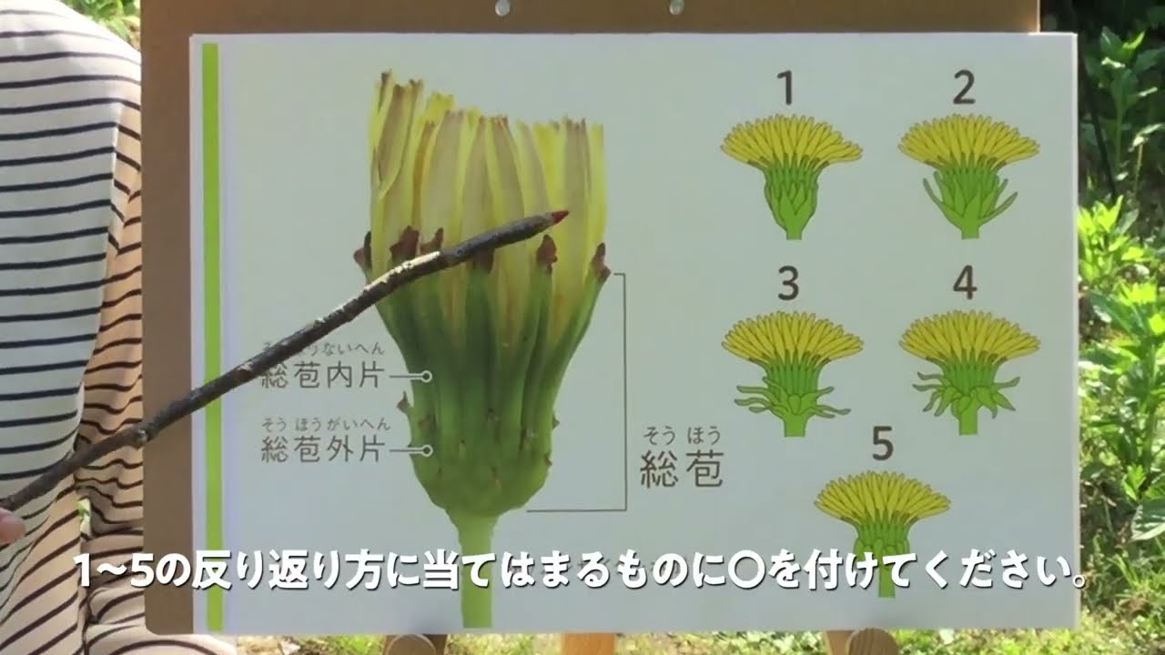 タンポポチャンネル 1 ～基本編「タンポポを調べよう！」～ - YouTube