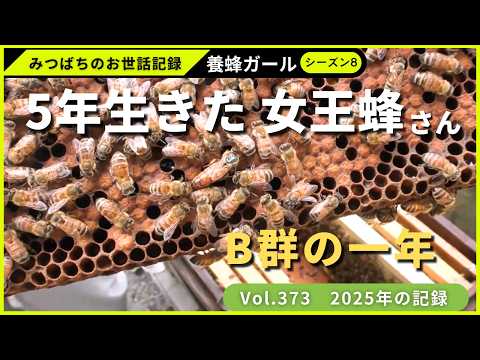 A year in Colony B with a five-year-old queen bee | Season 7