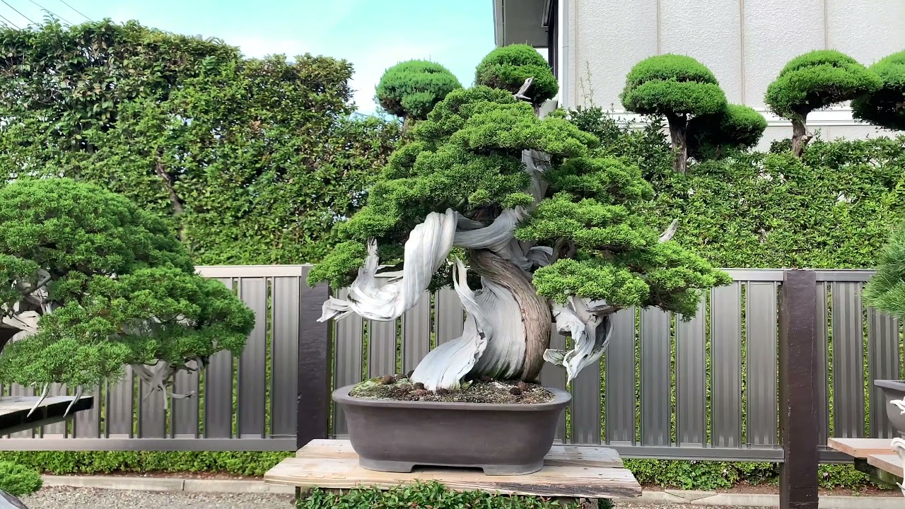 Masahiko KIMURA, bonsai nursery - YouTube