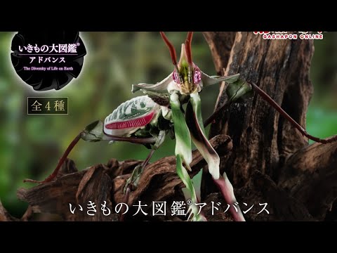 ニセハナマオウカマキリ』いきもの大図鑑アドバンス 『ガシャポン版