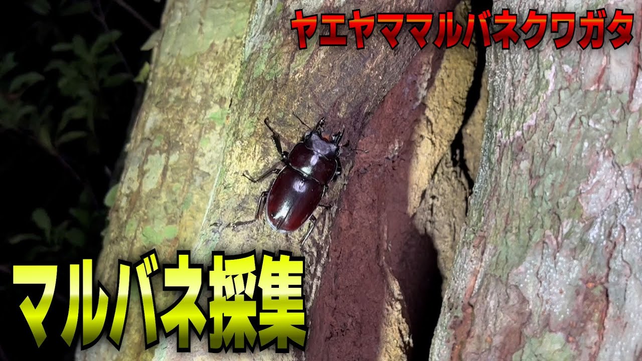 日本一危険な採集に行ってきました【ヤエヤママルバネクワガタ】 - YouTube