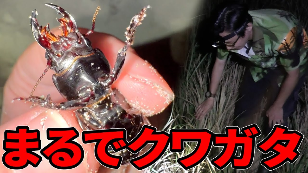 Japan's largest collection of dung beetles was amazing!!! - YouTube