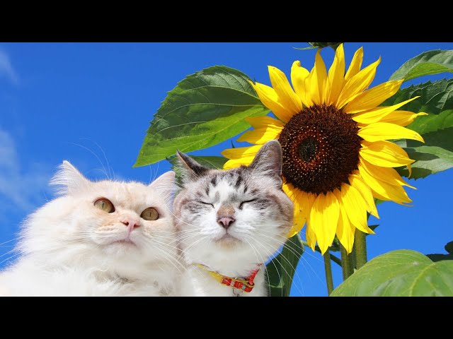 ひまわりと猫 210813 - YouTube