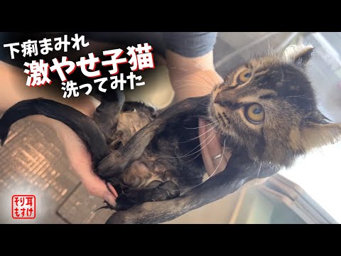 A big incident happened. When washing a dirty and stinky kitten