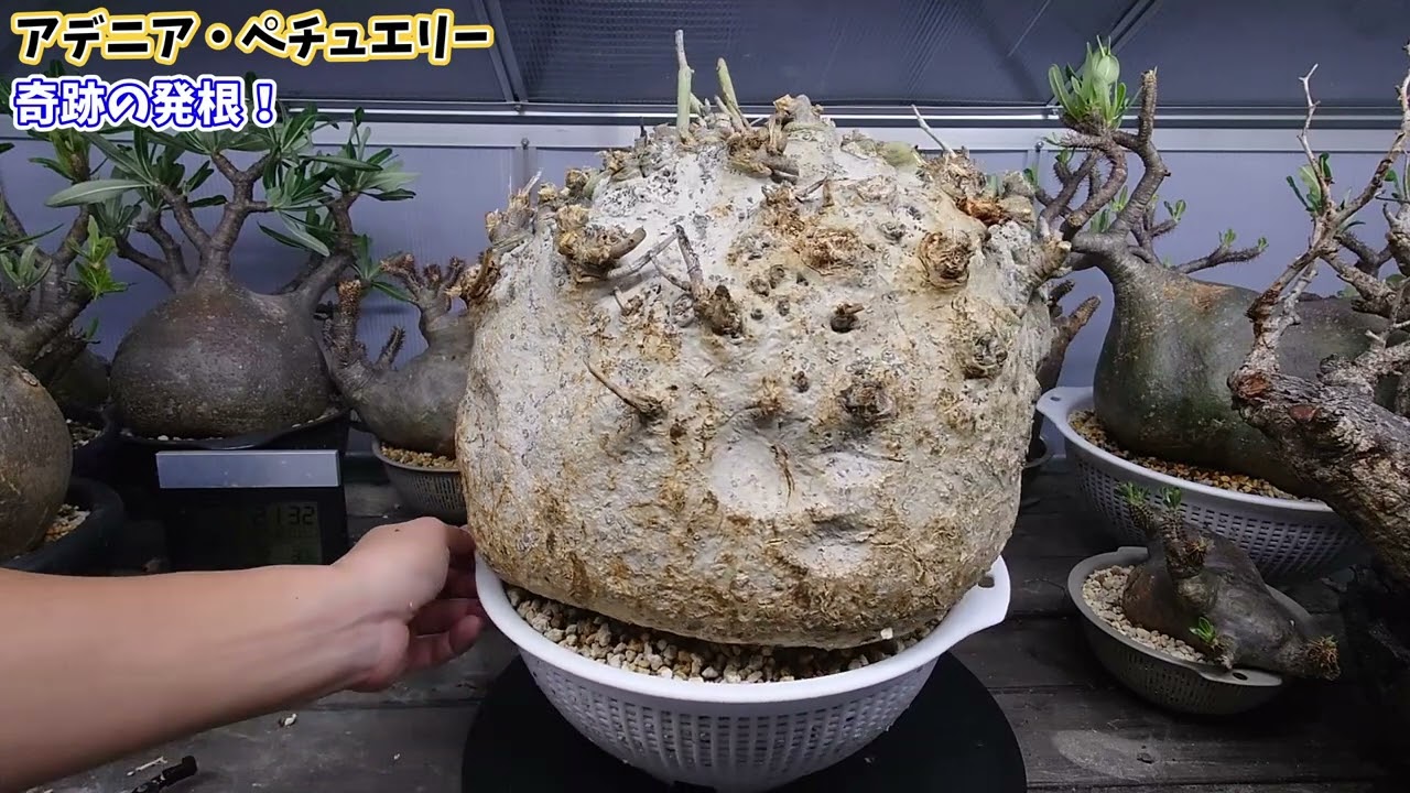 パキプスより貴重！？アデニア ペチュエリーが発根しました！ - YouTube