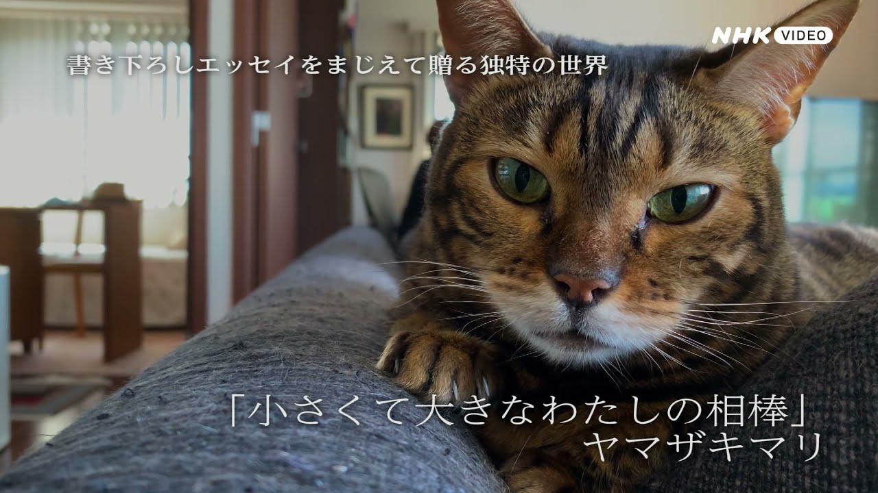 ネコメンタリー猫も、杓子も。2 DVD 全2枚｜ドキュメンタリー｜DVD