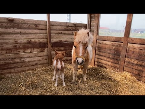 Miniature horse gives birth for the first time!! - YouTube