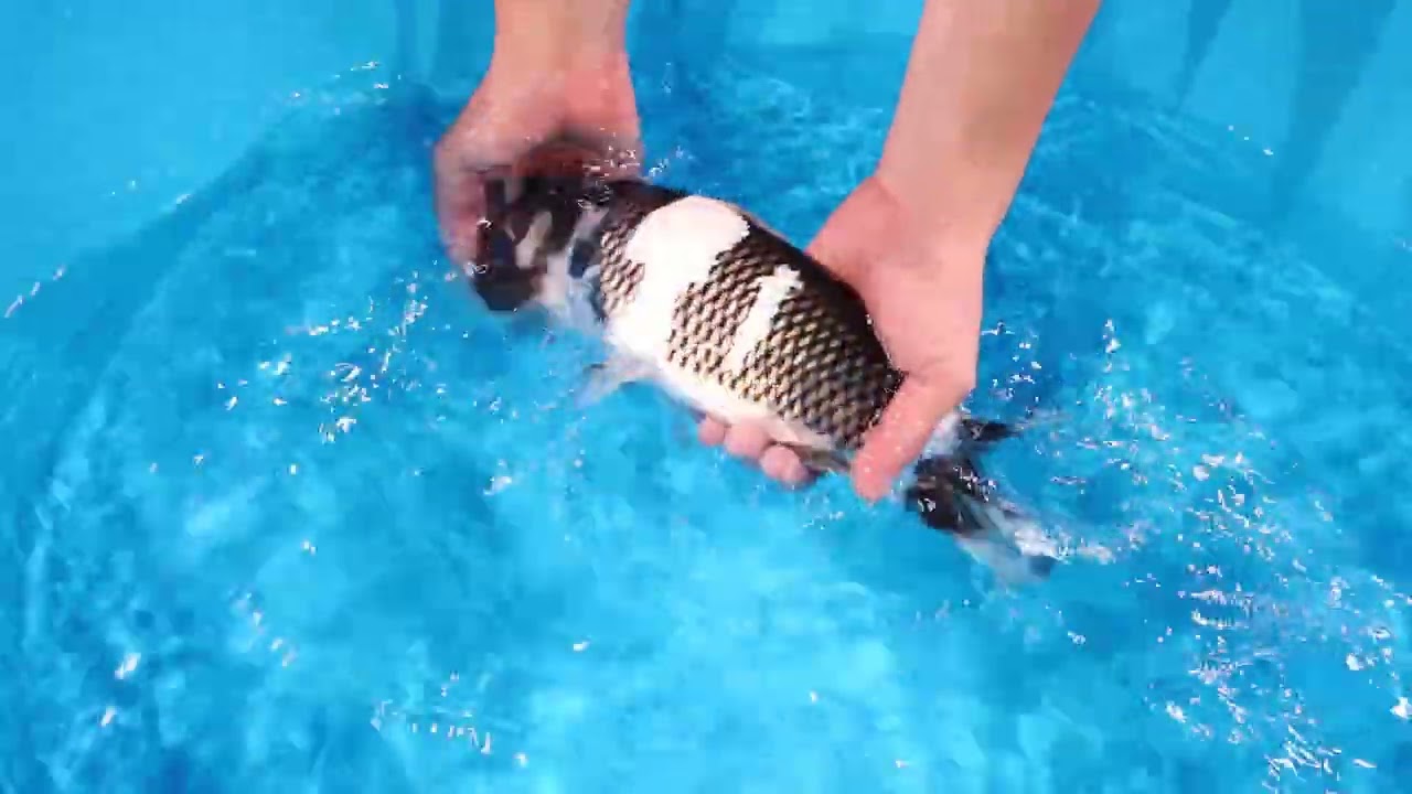 若鯉大会スペシャルオークション！】260302-012の出品鯉のご紹介