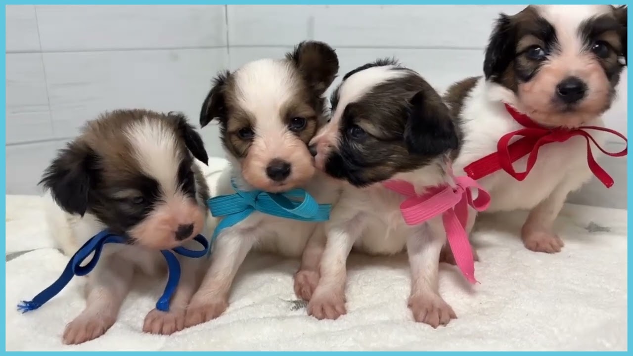 747229 パピヨン - YouTube