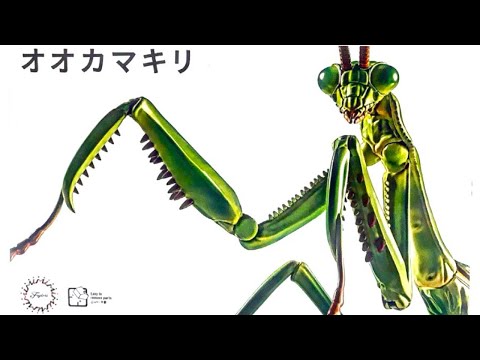 The Praying Mantis plastic model is so cool! Assembly review [Free