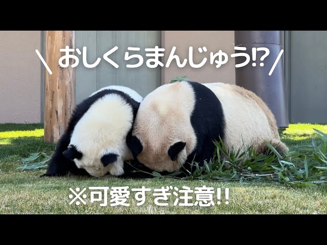 悶絶】パンダ親子のスキンシップが尊い🥰甘えん坊の楓浜と子煩悩ママ良