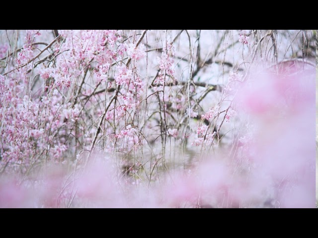 テリ・ワイフェンバック | Terri WEIFENBACH - YouTube