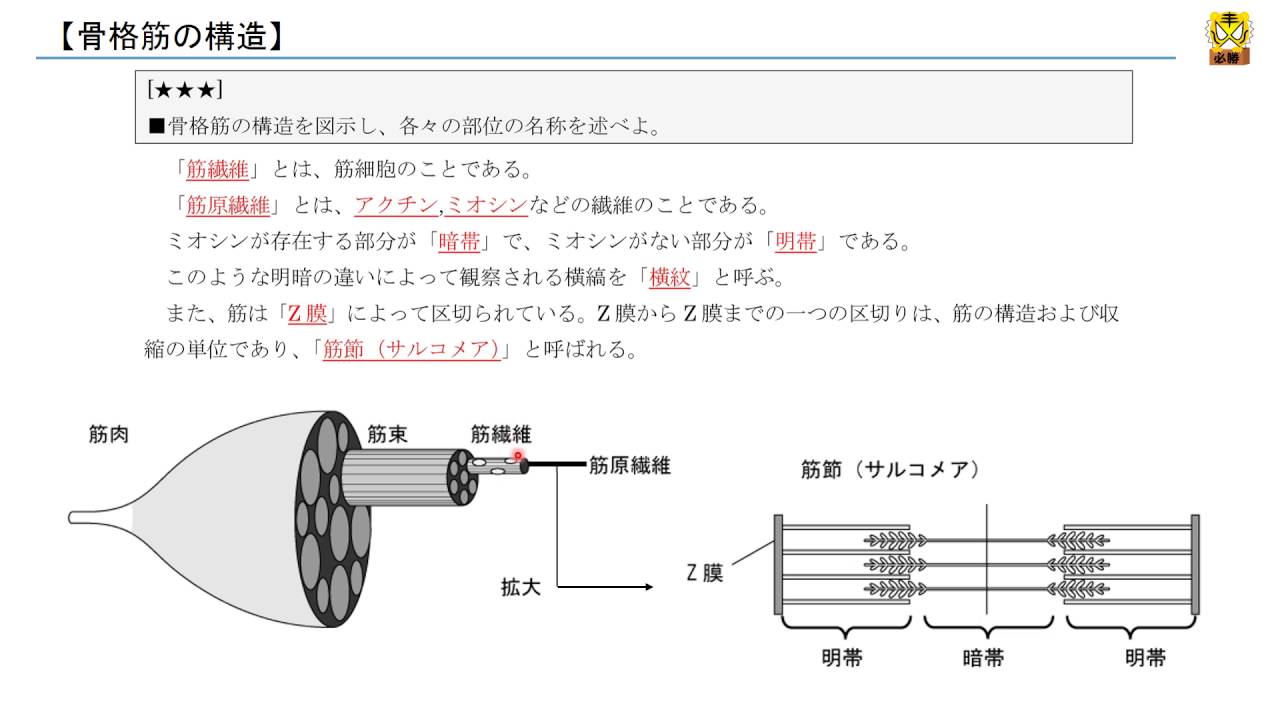 骨格筋の構造 【高校生物】 - YouTube