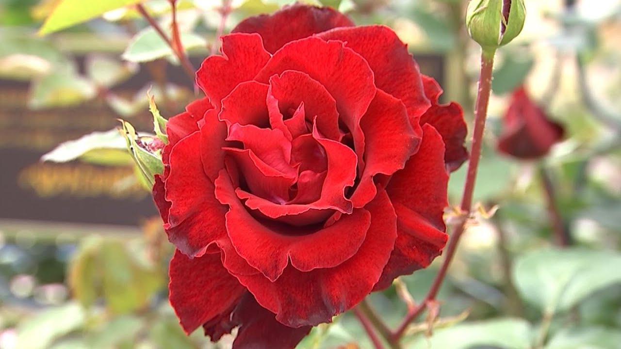 レオマリゾートで「春の大バラまつり」 世界各国の約400品種 約10万本