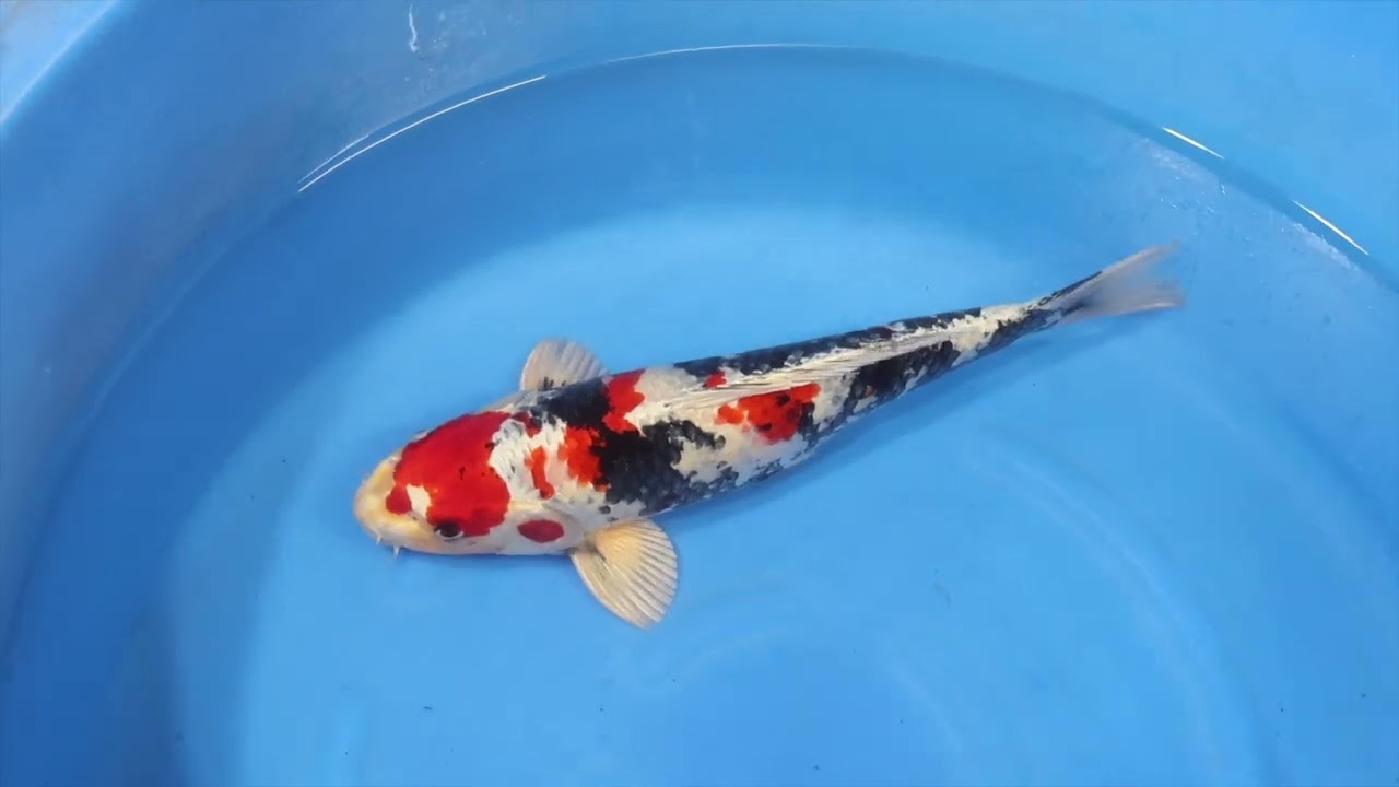 Kin Showa - koi #x0505t023 - Kanno Koi Farm