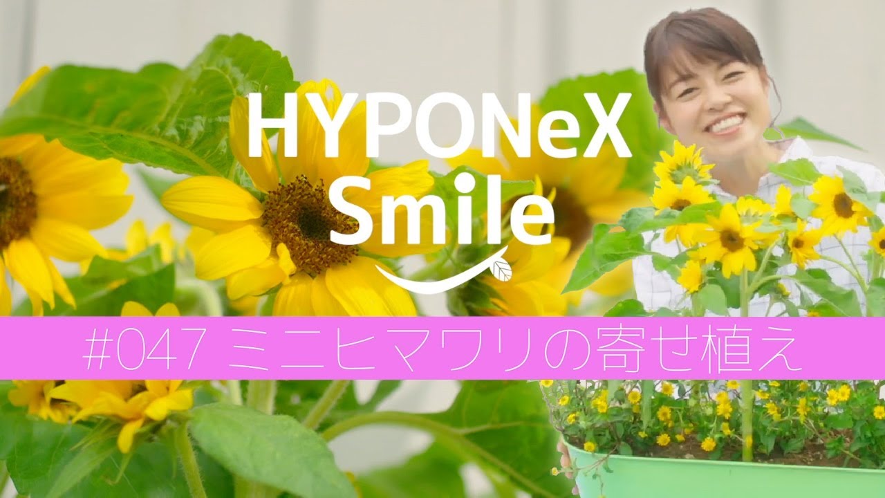 🌱047: Mini sunflower arrangement | #HyponexSmile - YouTube