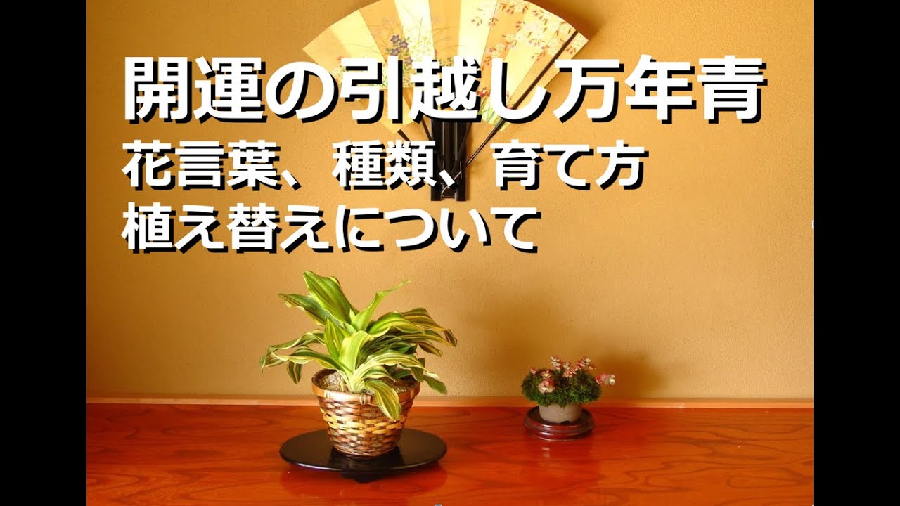 開運の引越しおもと】徳川家康公の開運のシンボル、花言葉、種類、育て