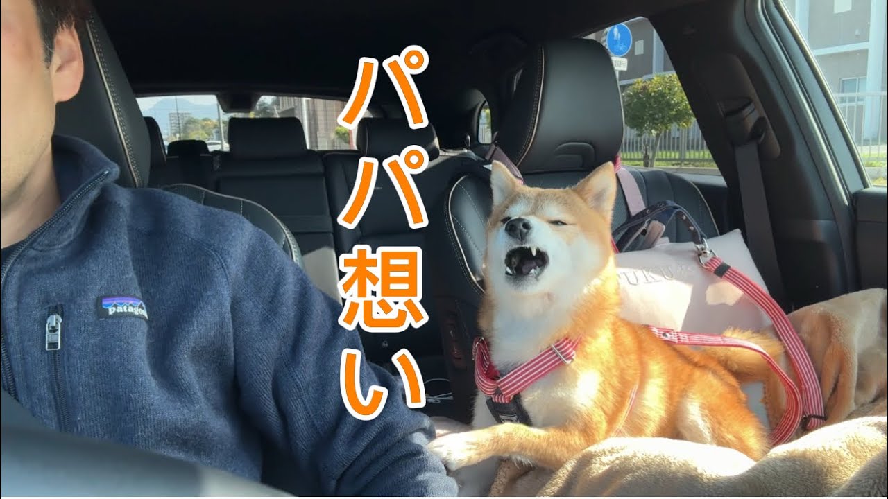 This thoughtful dog's behavior was too cute - YouTube