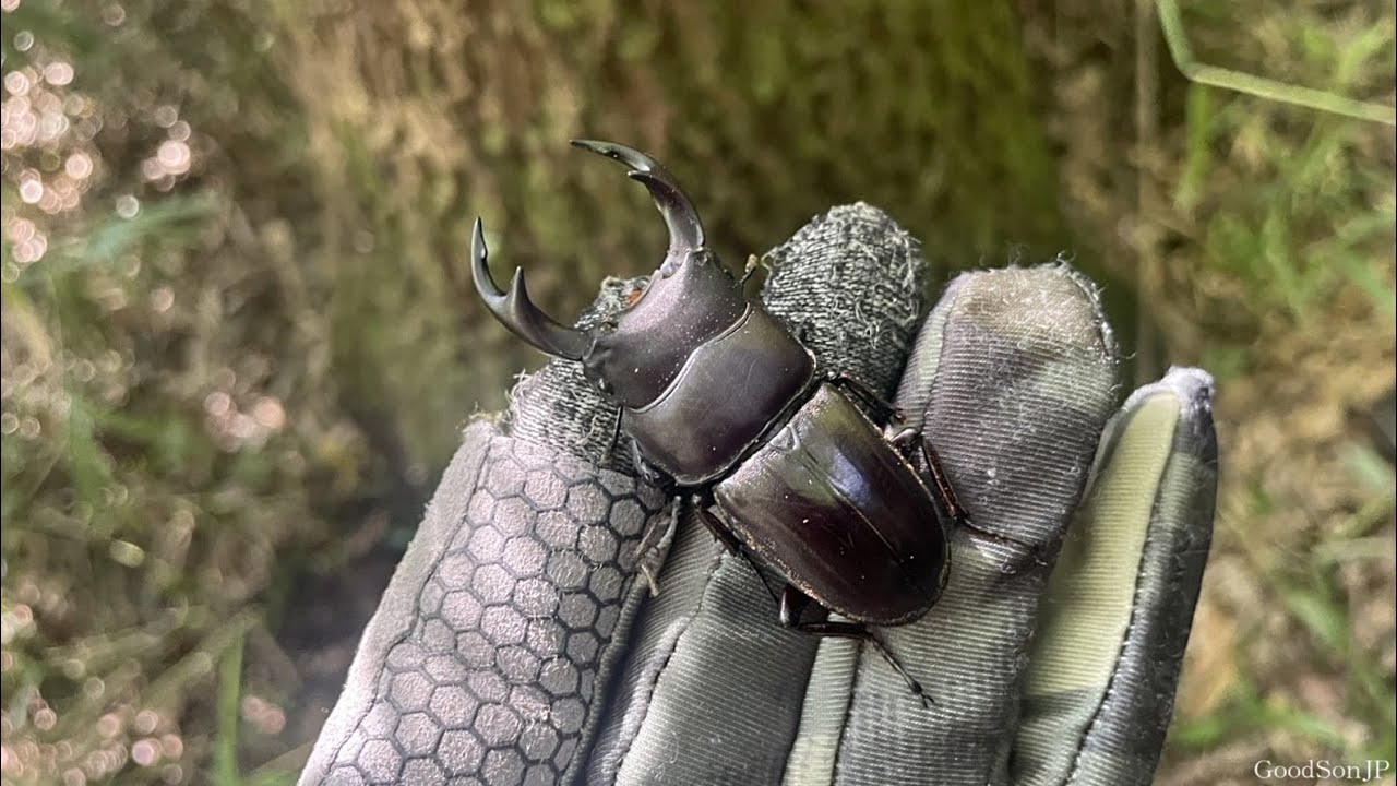 超レア産地】オオクワガタを見つけるヒント【2025年カブトムシ