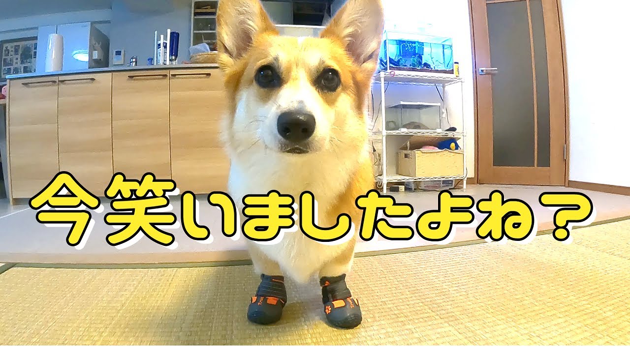 コーギーと仲間たち - YouTube