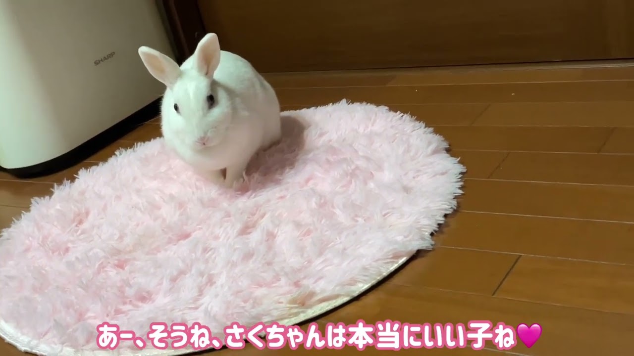 おりこうさんのさくちゃんです🐇 - YouTube