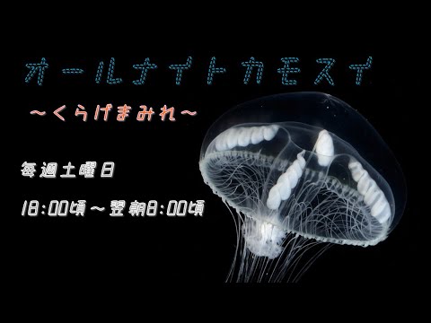 オールナイトカモスイ ～くらげまみれ～ #232 シロクラゲ - YouTube