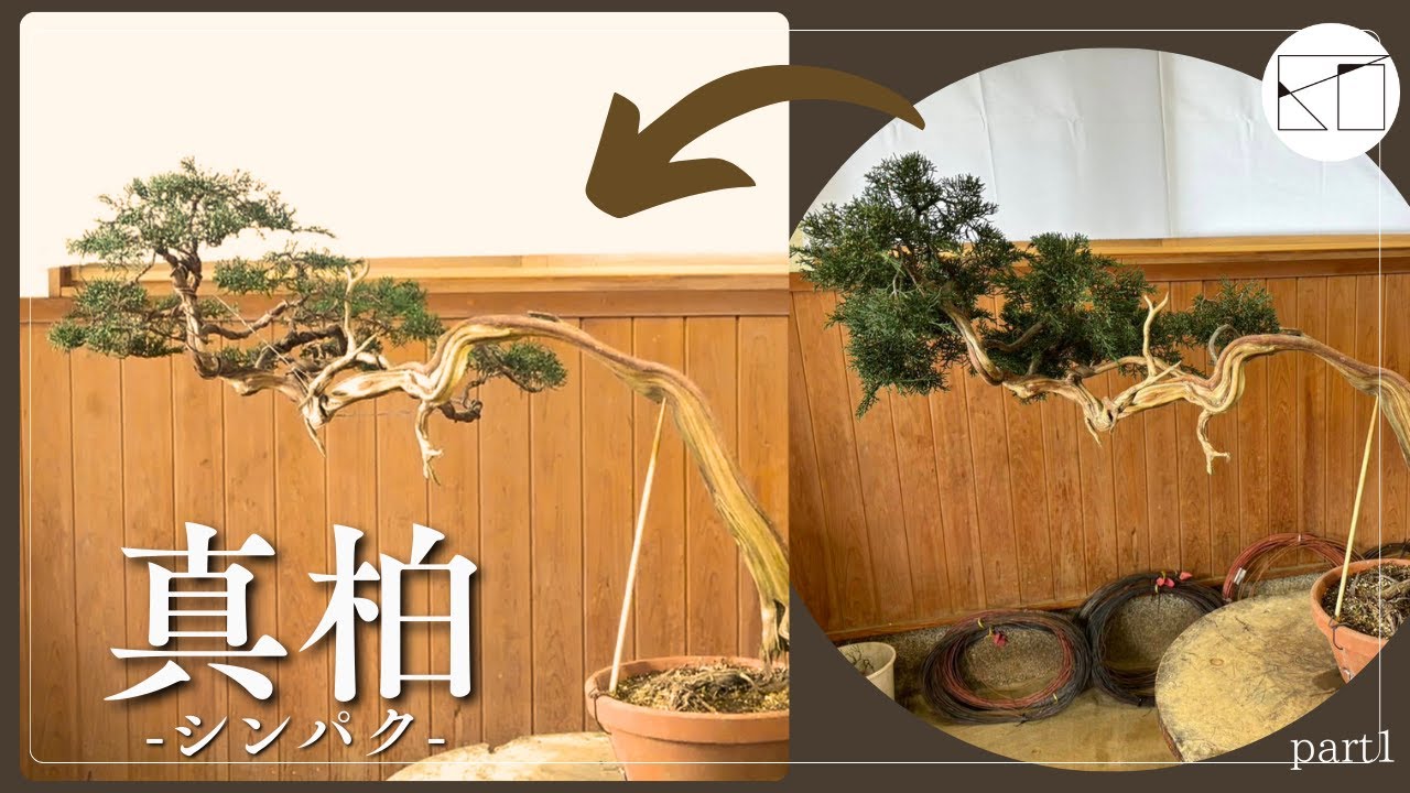 真柏】風変わりな真柏を作ってみました。 part1 - YouTube