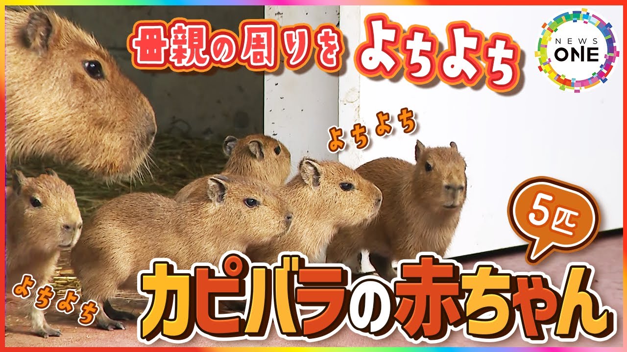 I'm so thrilled! A baby capybara appeared in the plaza! Its
