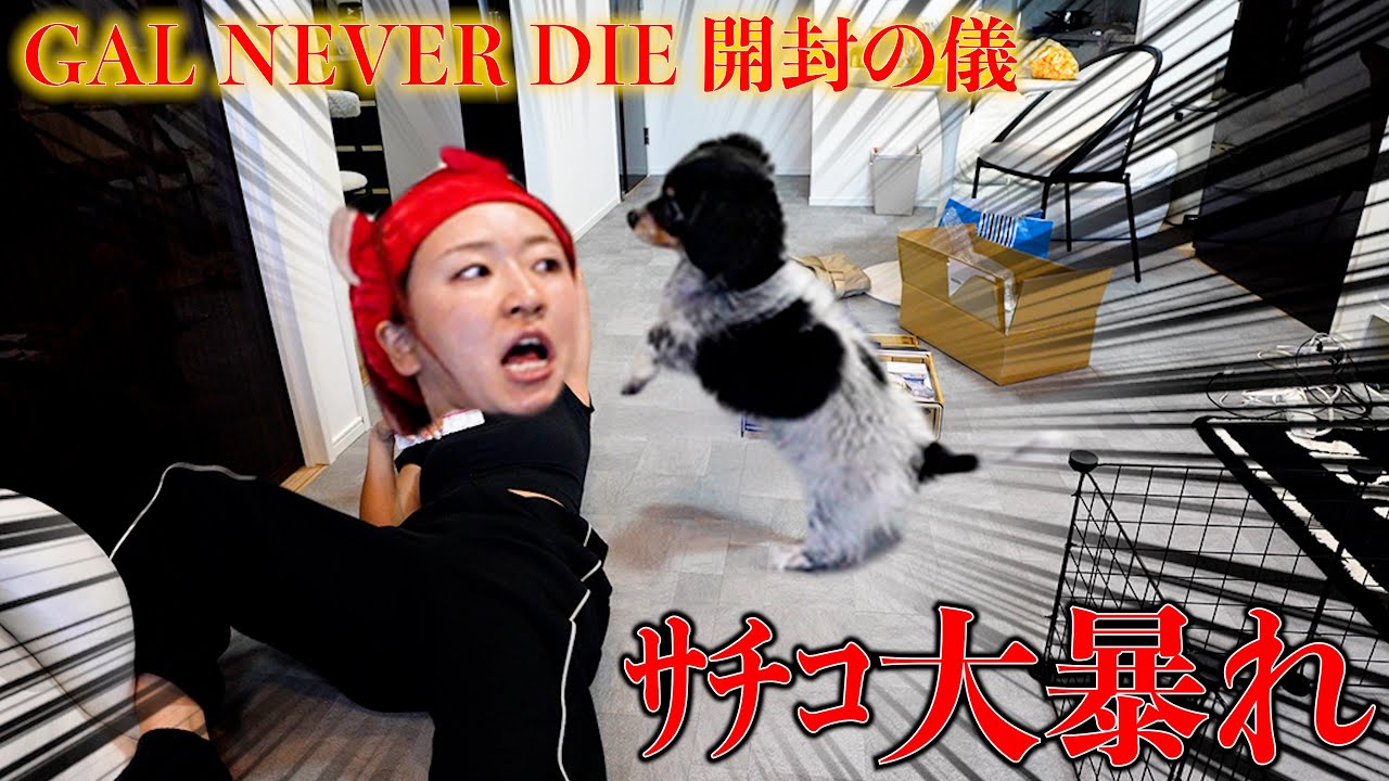 開封動画撮りたかったのに大暴走www【GAL NEVER DIE】 - YouTube