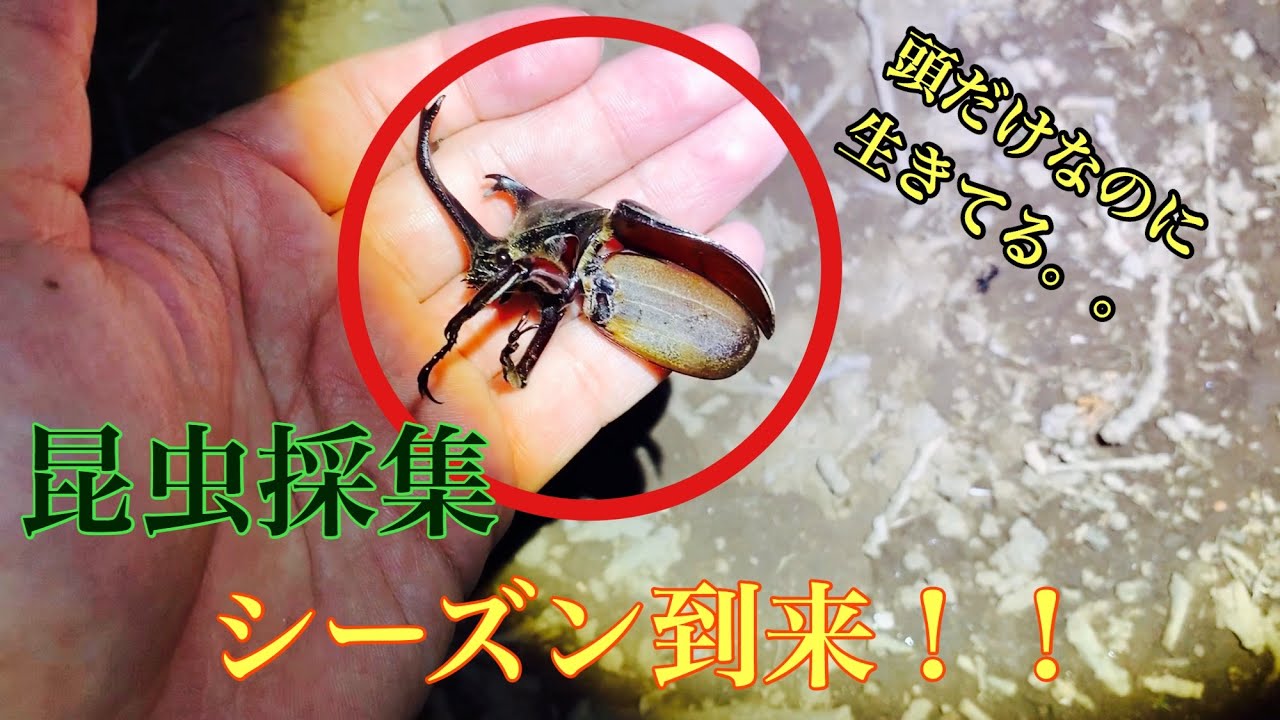 ☆昆虫採集☆虫取り網☆最長7m12cm クワガタムシ・カブトムシの