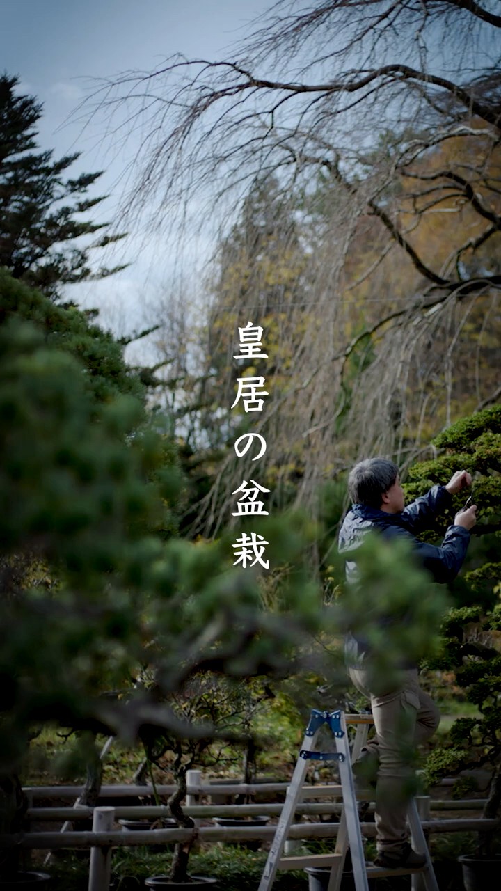 皇居の盆栽 - YouTube