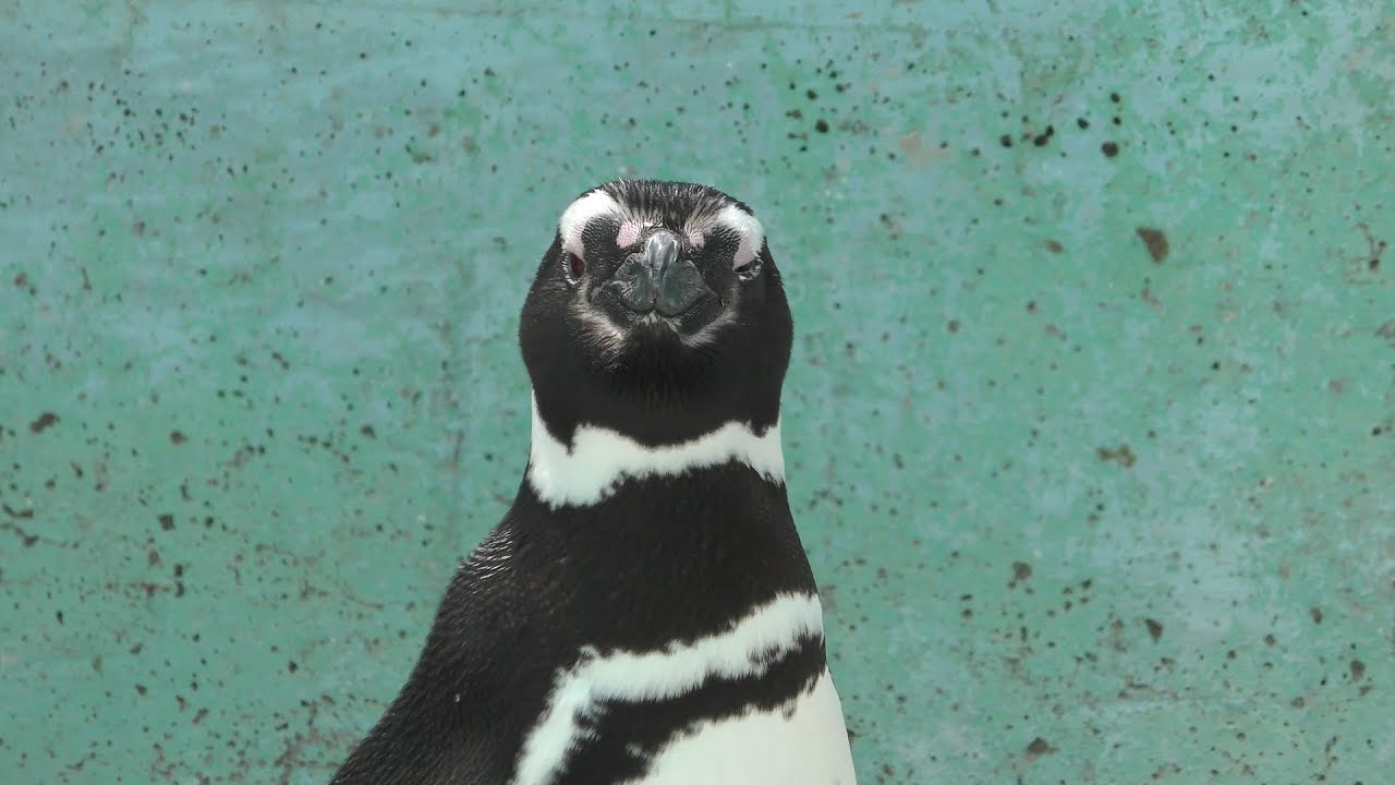 Magellanic penguin (UTSUNOMIYA ZOO, Tochigi, Japan) April 30, 2018