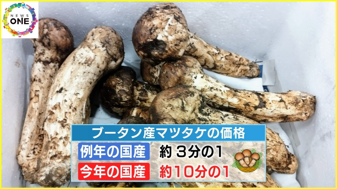 現地では人気なく値段安定…国産に似ている『ブータン産マツタケ』2023