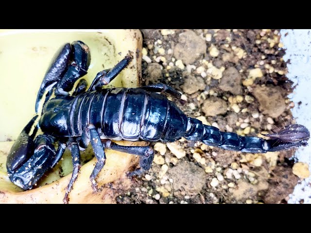 The giant scorpion, measuring over 20cm, was so cool!!! - YouTube
