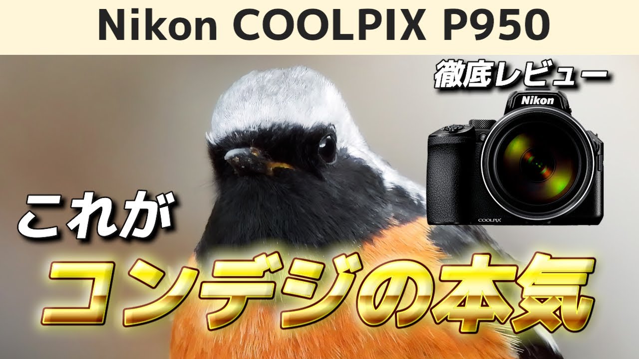 Is the COOLPIX P950 suitable for bird photography? A thorough