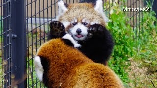 ピョンピョン跳ね回る赤ちゃんレッサーパンダ~Red Panda Baby bounce