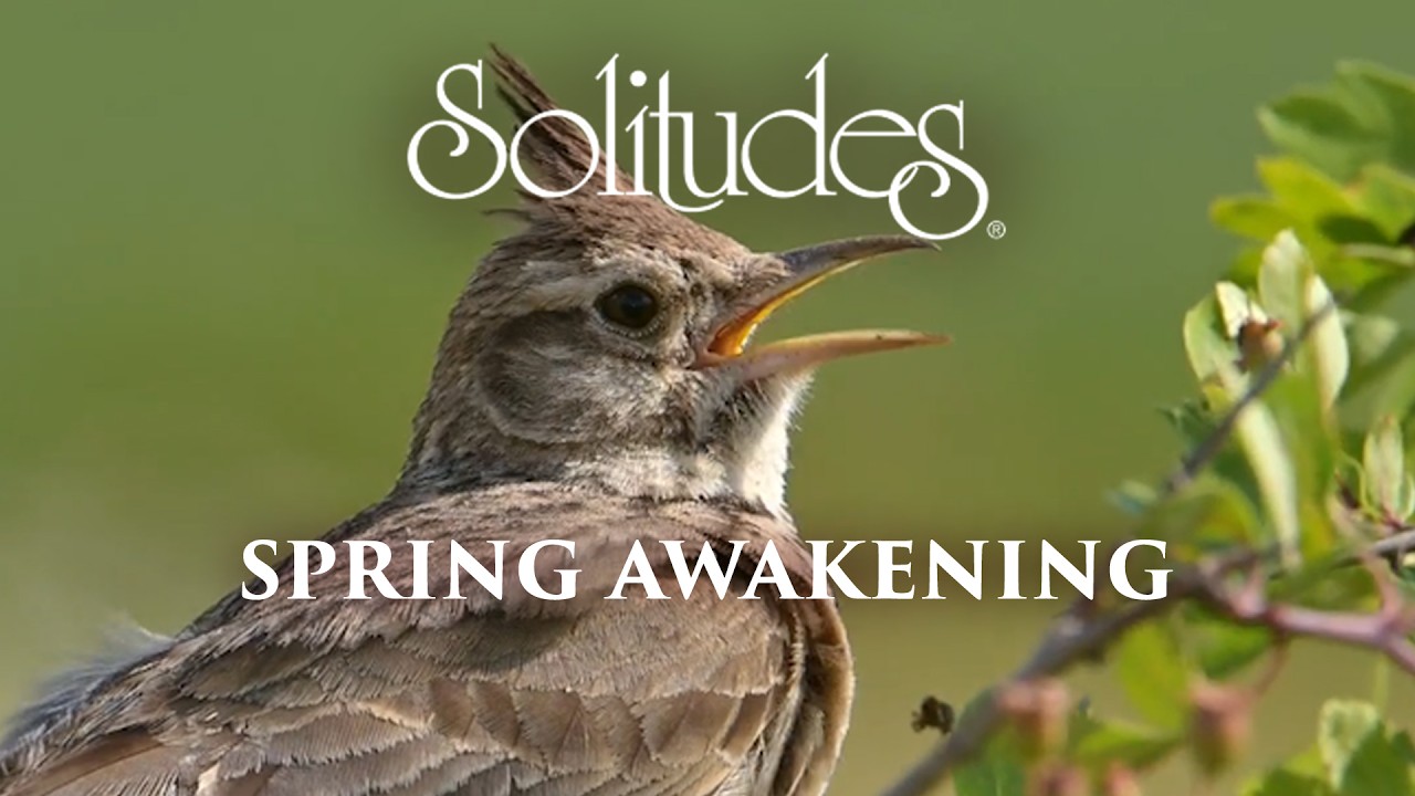 Dan Gibson's Solitudes - The Lark in the Morn / Blow Away the