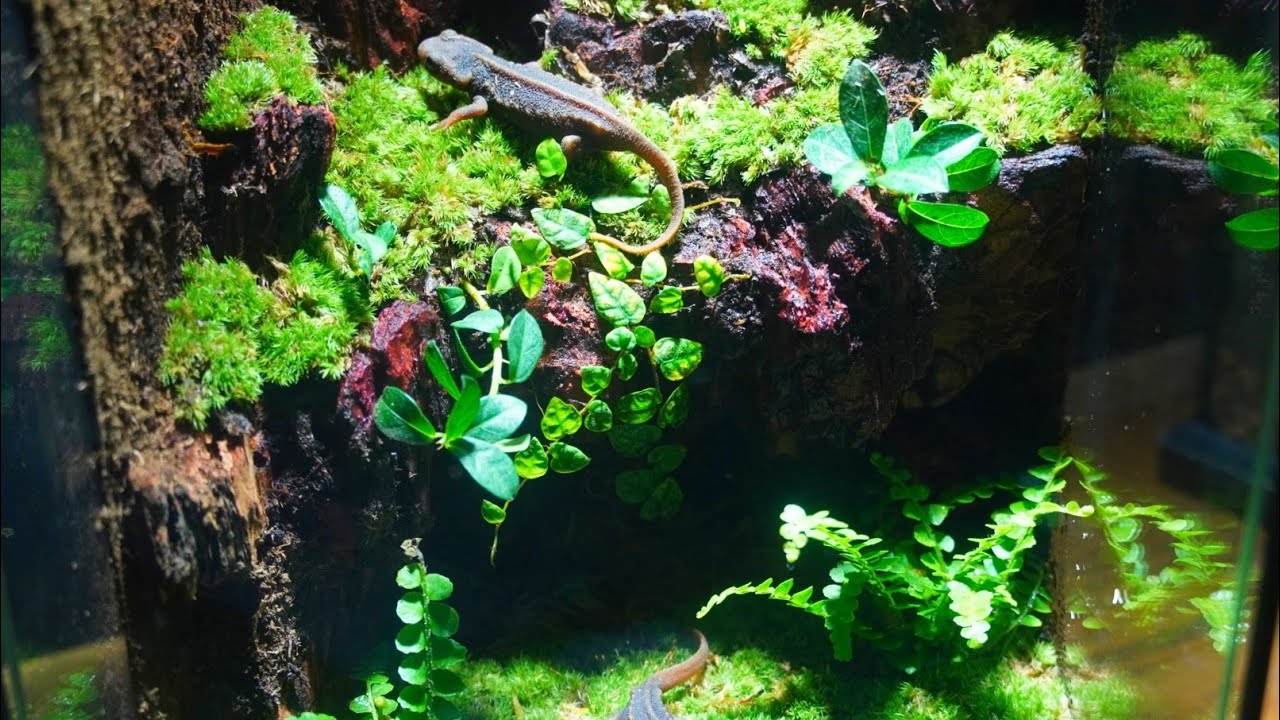 水場のあるイモリウムを作る【part102】 グラステラリウムナノ - YouTube